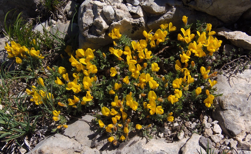 Image of Genista millii specimen.