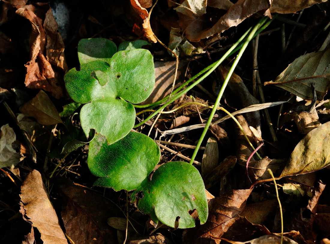 Image of Hepatica asiatica specimen.