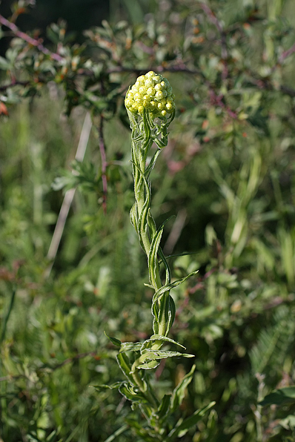 Изображение особи Helichrysum maracandicum.