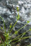 Galium uliginosum