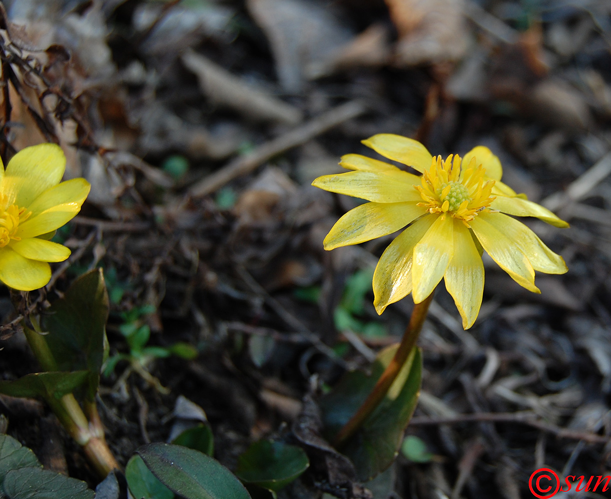 Изображение особи Ficaria calthifolia.