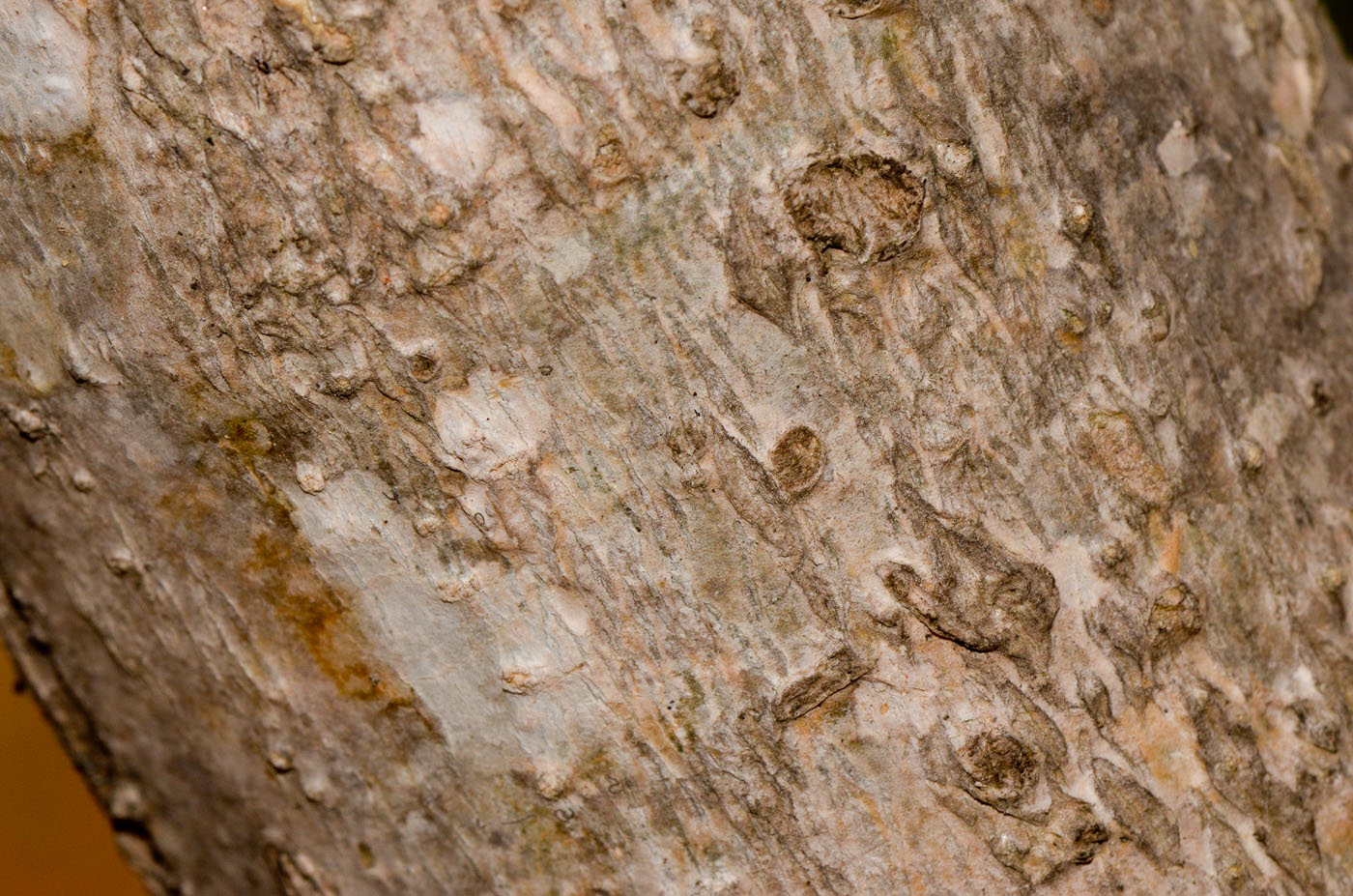 Image of Moringa oleifera specimen.