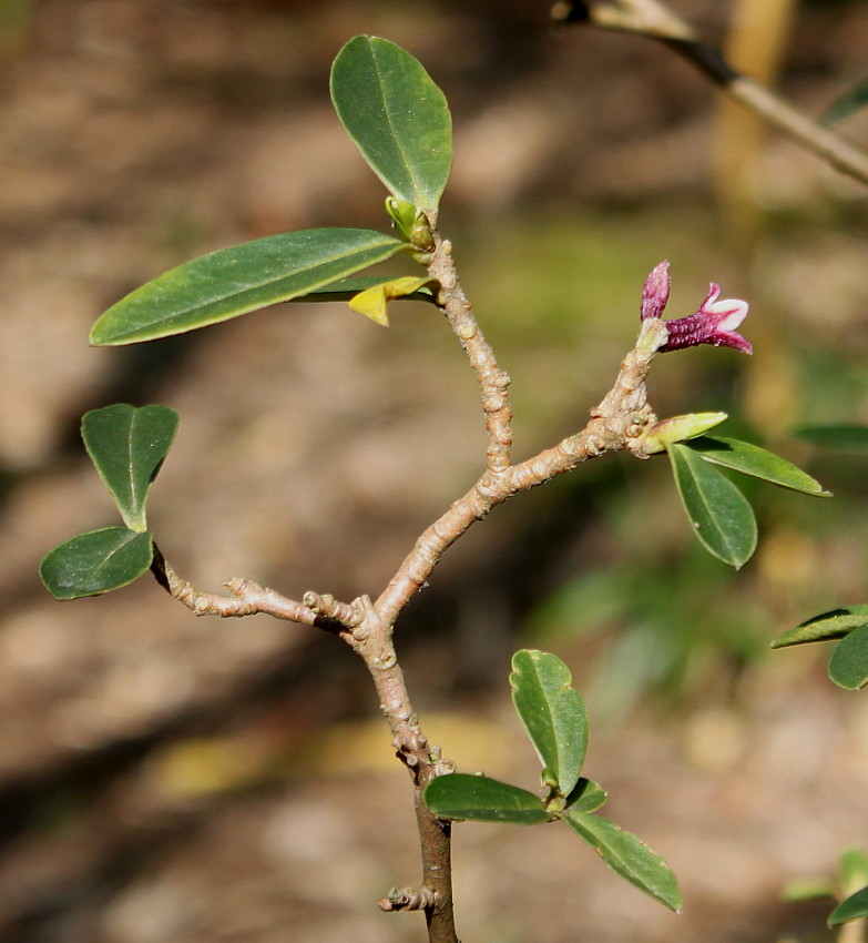 Image of genus Daphne specimen.