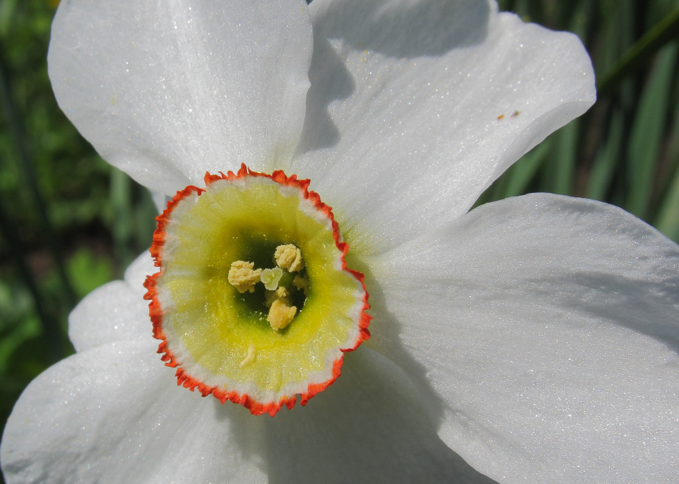 Image of Narcissus poeticus specimen.