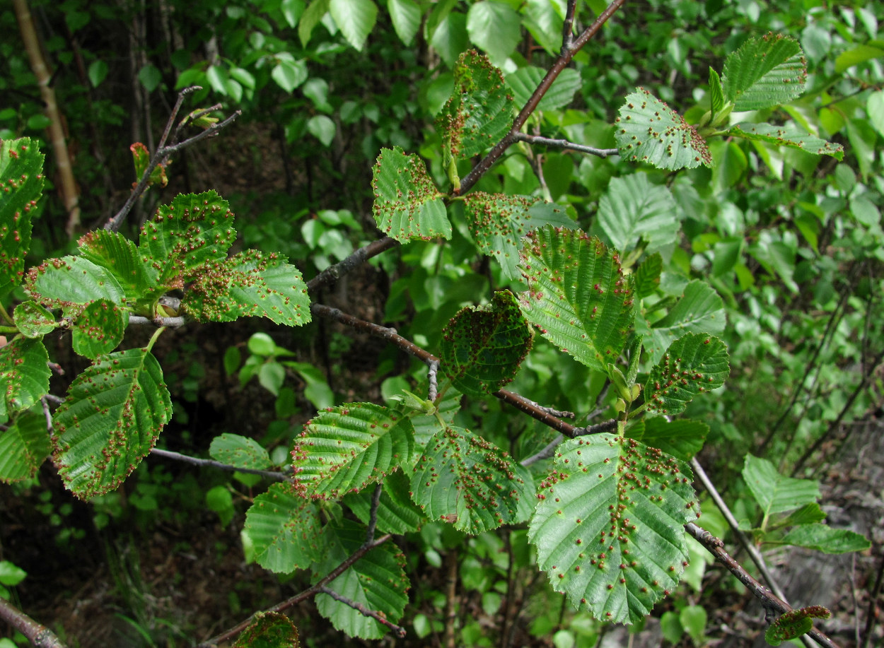 Изображение особи род Alnus.