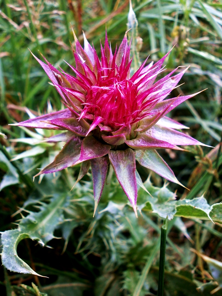 Image of Carduus thoermeri specimen.