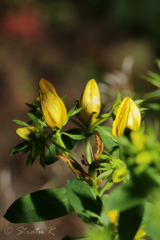 Изображение особи Hypericum perforatum.