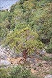 Arbutus andrachne. Взрослое дерево на скалистом приморском осыпном склоне. Крым, окр. Ялты, заповедник Мыс Мартьян. 13 мая 2014 г.