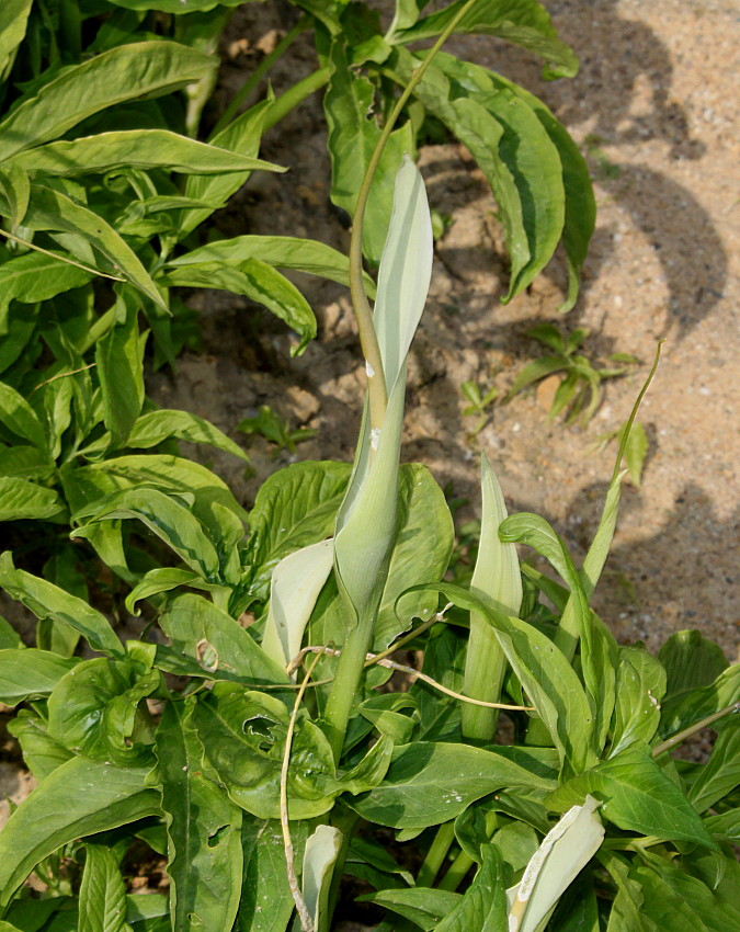 Изображение особи Pinellia pedatisecta.