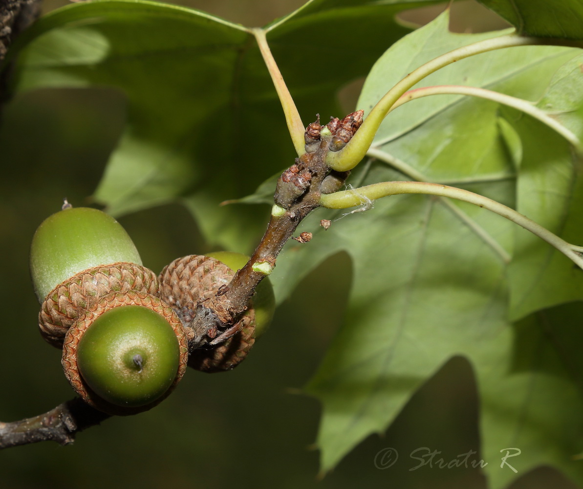 Изображение особи Quercus rubra.