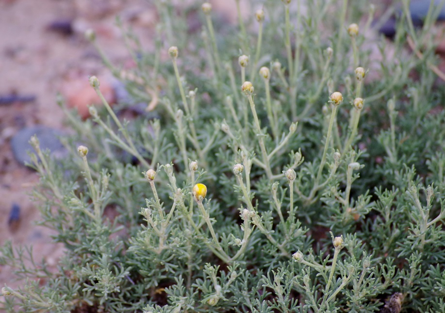 Image of Brachanthemum kirghisorum specimen.