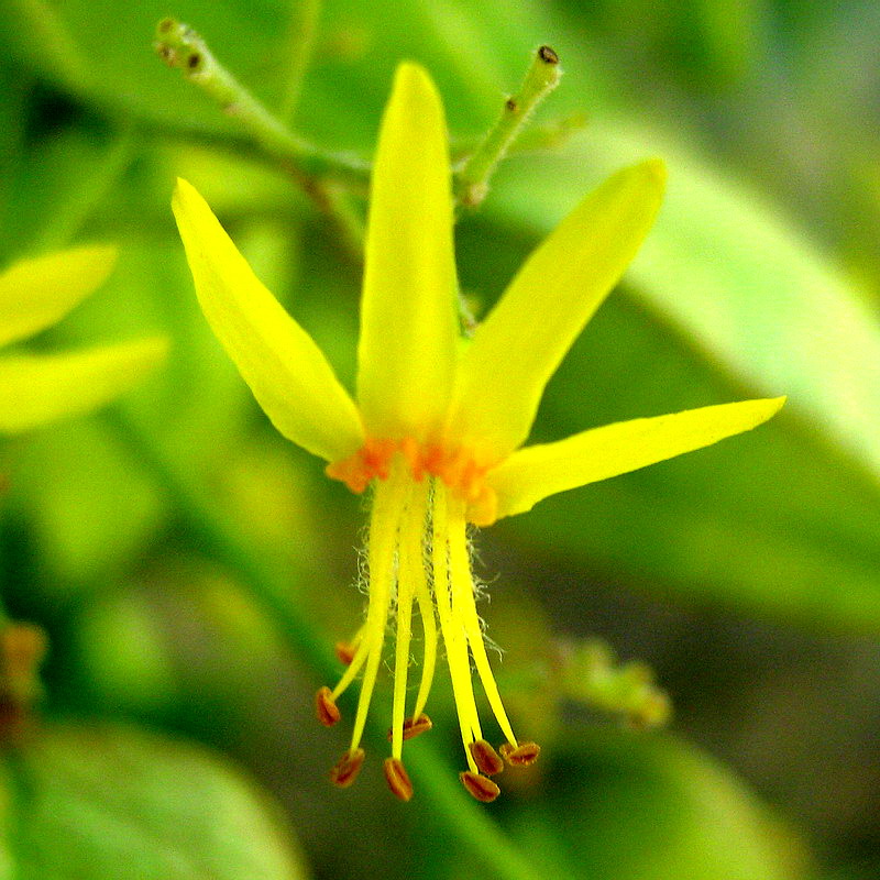 Image of Koelreuteria paniculata specimen.