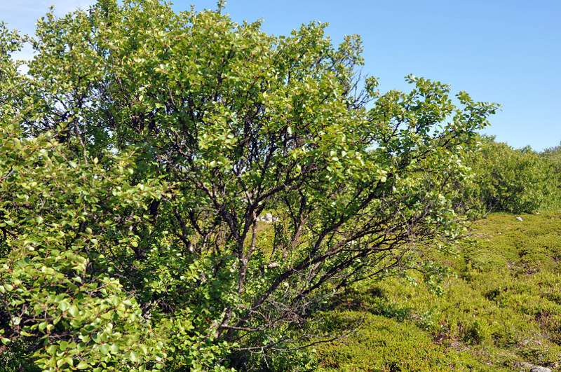 Image of genus Betula specimen.