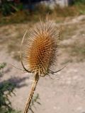 Dipsacus fullonum. Зрелое соплодие. Украина, г. Запорожье, ул. Хасанская. 08.08.2014.