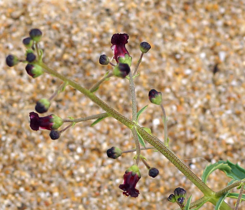 Изображение особи Scrophularia incisa.