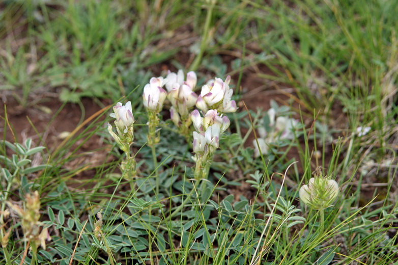 Image of Hedysarum turczaninovii specimen.