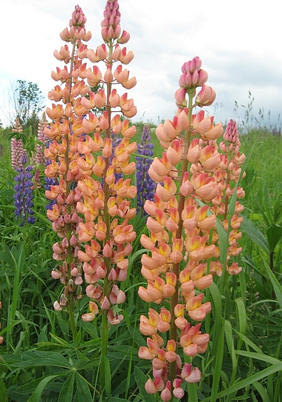 Изображение особи Lupinus &times; regalis.