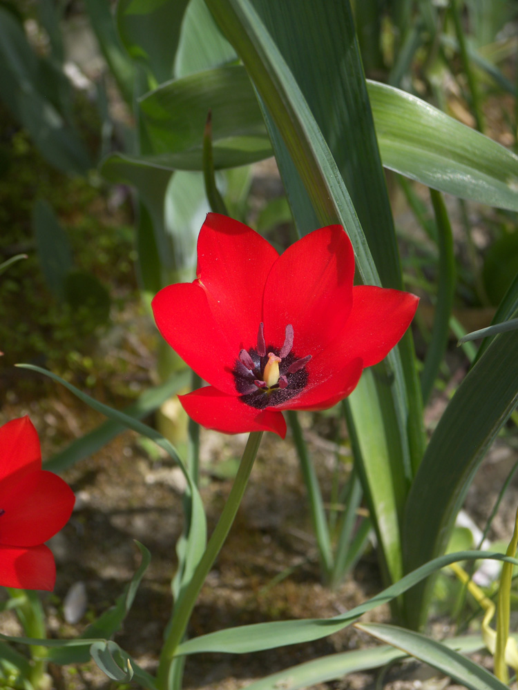 Изображение особи Tulipa linifolia.
