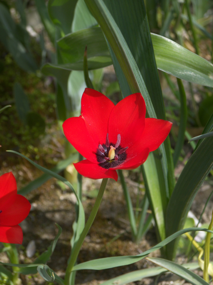 Image of Tulipa linifolia specimen.