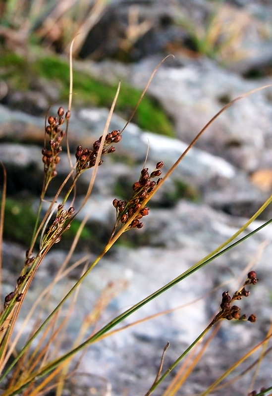 Image of Juncus compressus specimen.