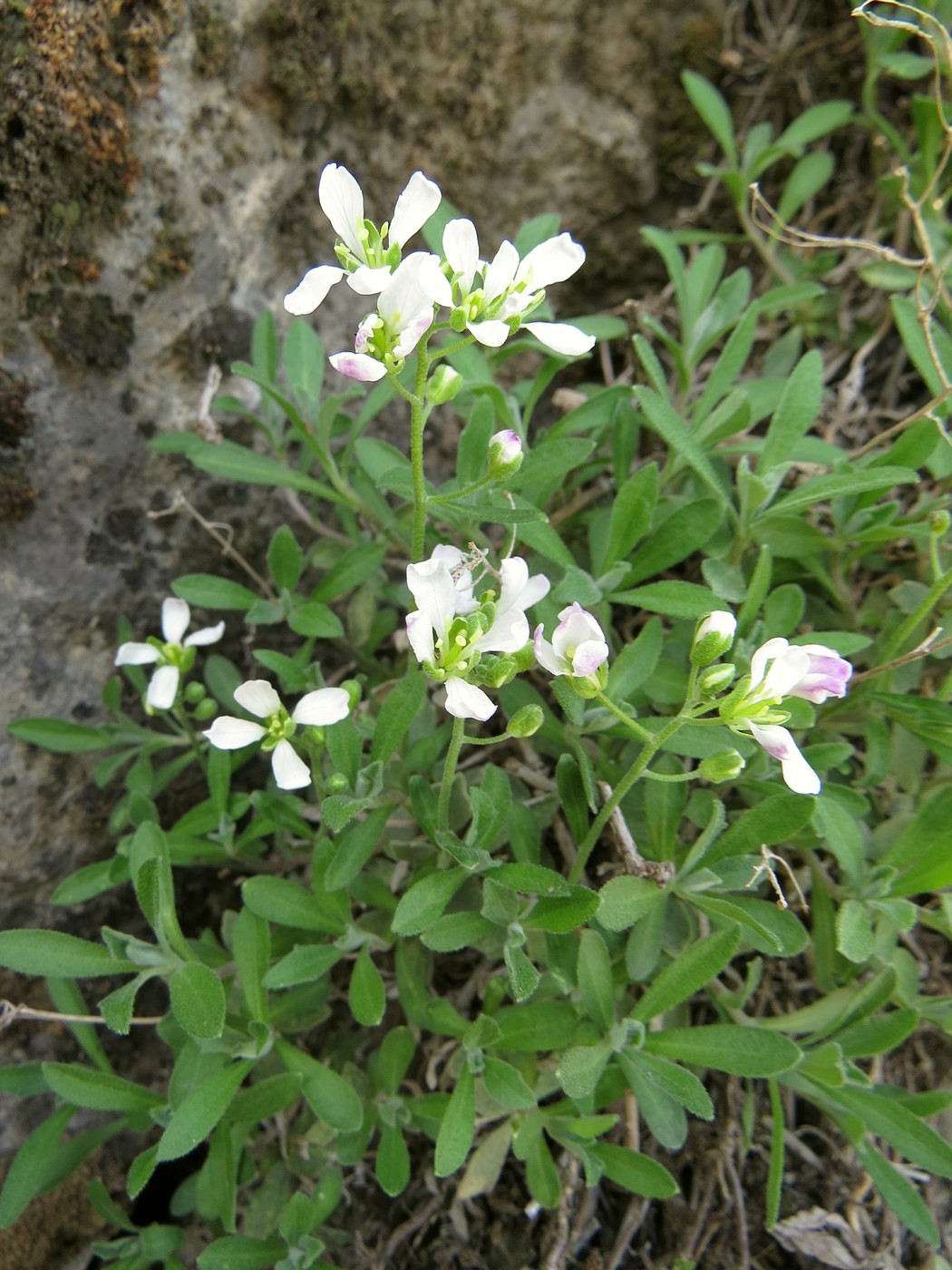 Image of Botschantzevia karatavica specimen.