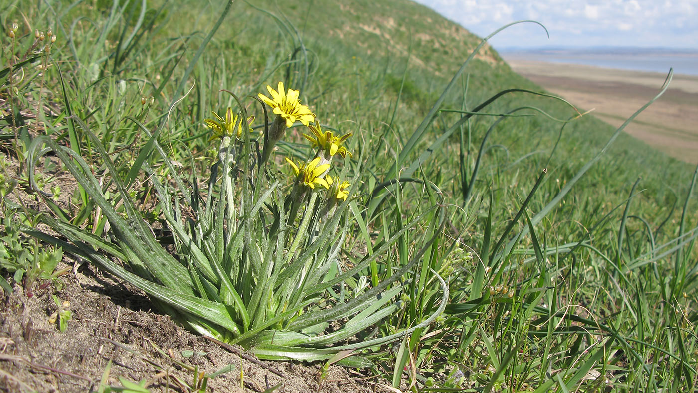 Изображение особи Scorzonera mollis.