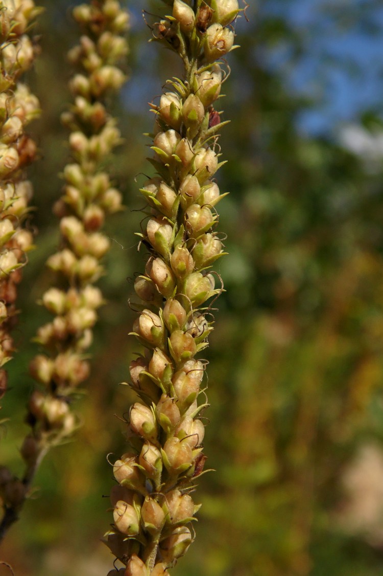 Image of Veronica longifolia specimen.