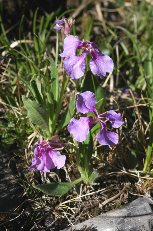 Image of Parrya lancifolia specimen.