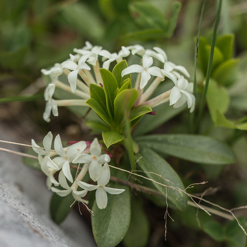 Image of Daphne glomerata specimen.