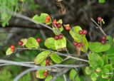 Lonicera ruprechtiana. Верхушка ветви с соплодиями. Приморье, ЗАТО Фокино, о-в Путятина, приморский луг. 15.08.2015.