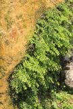 Adiantum capillus-veneris. Вегетирующие растения. Италия, регион Лацио, провинция Рим, Тиволи (Tivoli), Вилла д'Эсте (Villa d'Este), в культуре, поверхность фонтана богини плодородия. 9 сентября 2014 г.