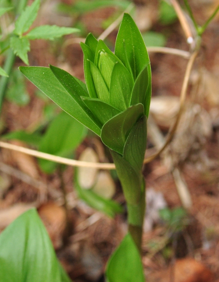 Изображение особи Lilium pilosiusculum.