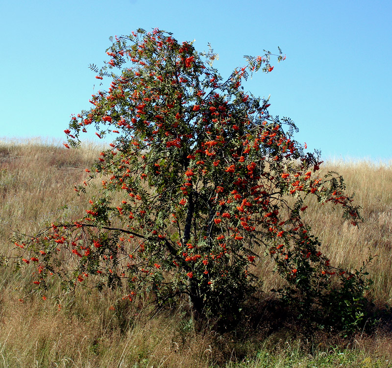 Image of Sorbus aucuparia specimen.