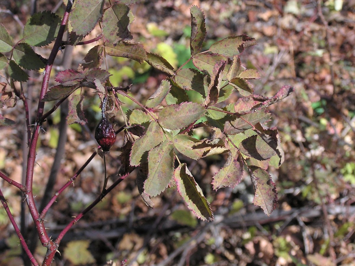 Image of genus Rosa specimen.