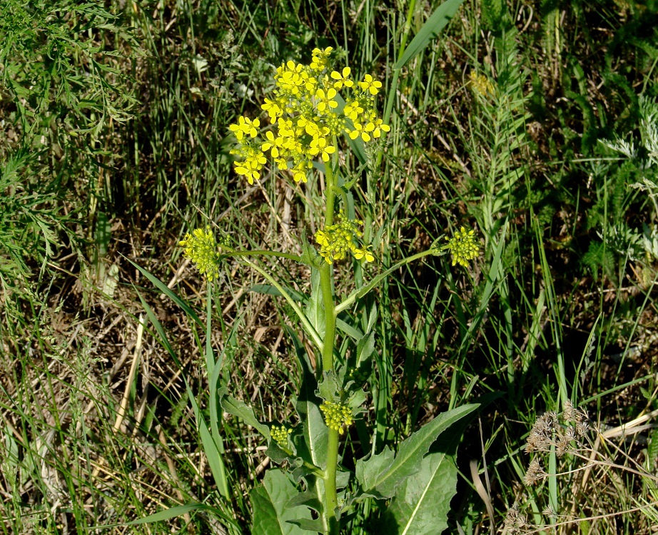 Image of Bunias orientalis specimen.