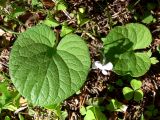 Viola epipsila. Цветущее растение (вид сверху). Свердловская обл., окр. г. Североуральск, сосново-елово-лиственничный лес. 03.06.2014.