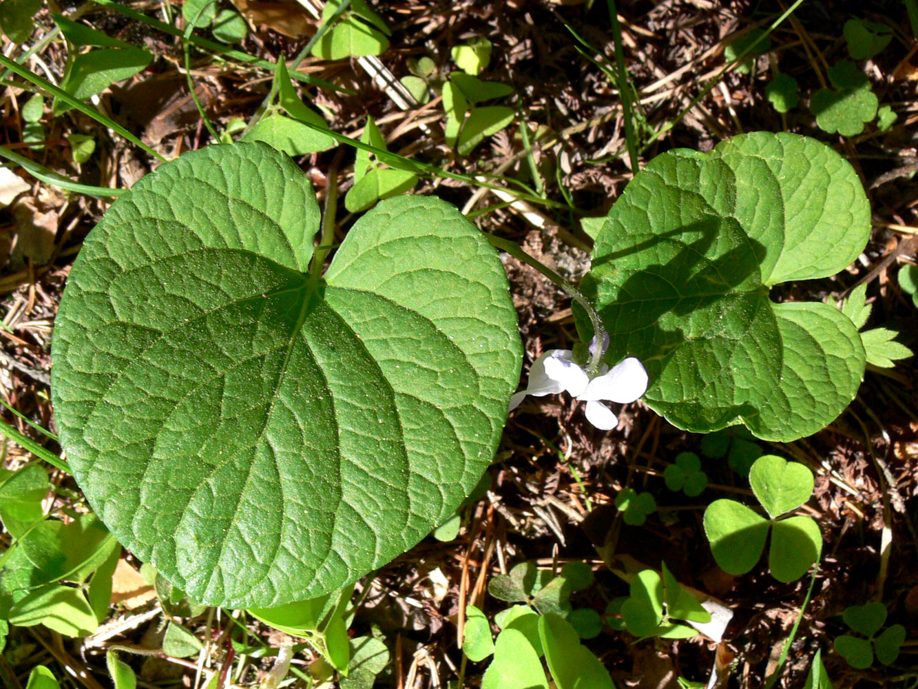 Image of Viola epipsila specimen.