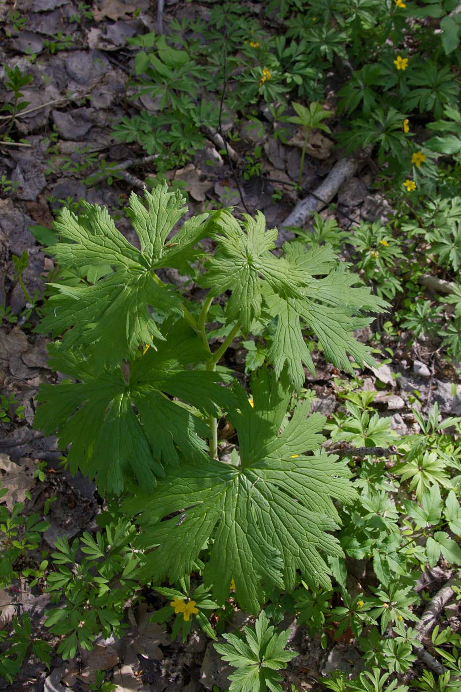 Изображение особи Aconitum septentrionale.