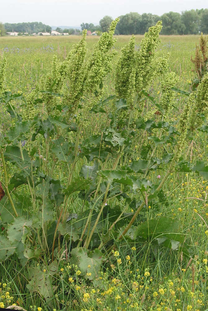 Image of Rumex confertus specimen.