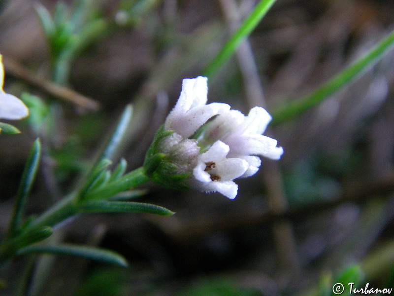 Изображение особи род Asperula.