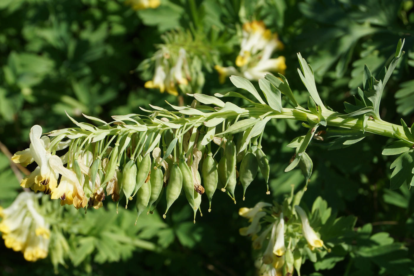 Изображение особи Corydalis nobilis.