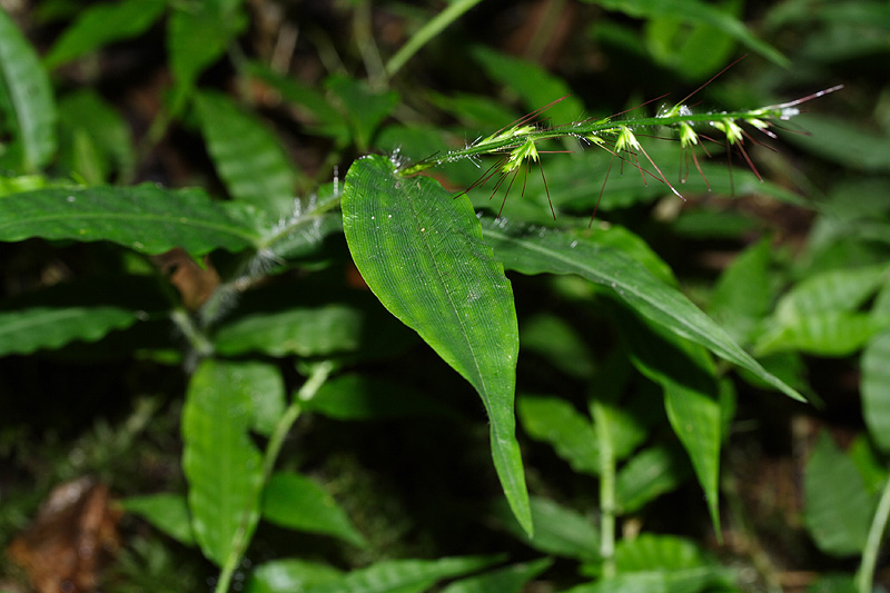 Image of Oplismenus undulatifolius specimen.