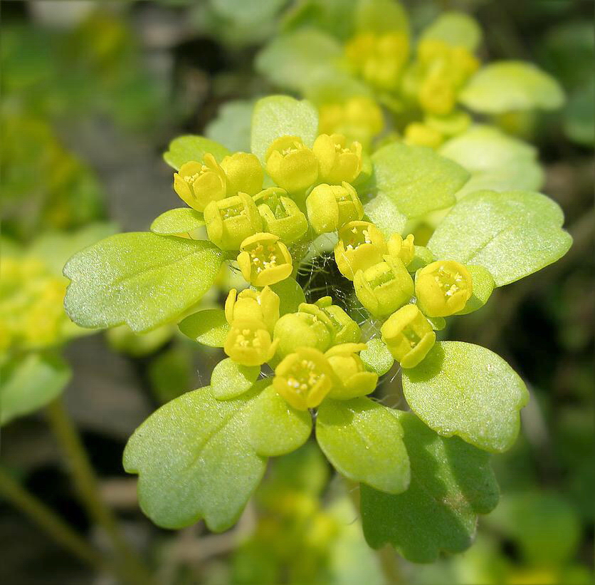 Image of Chrysosplenium pilosum specimen.