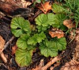 Смотреть изображение Geum macrophyllum