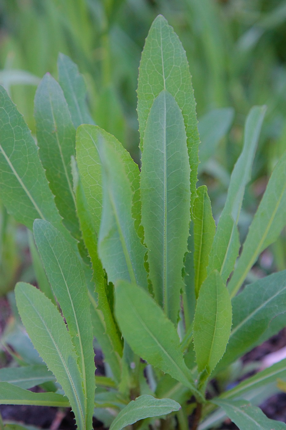 Image of Lactuca serriola specimen.