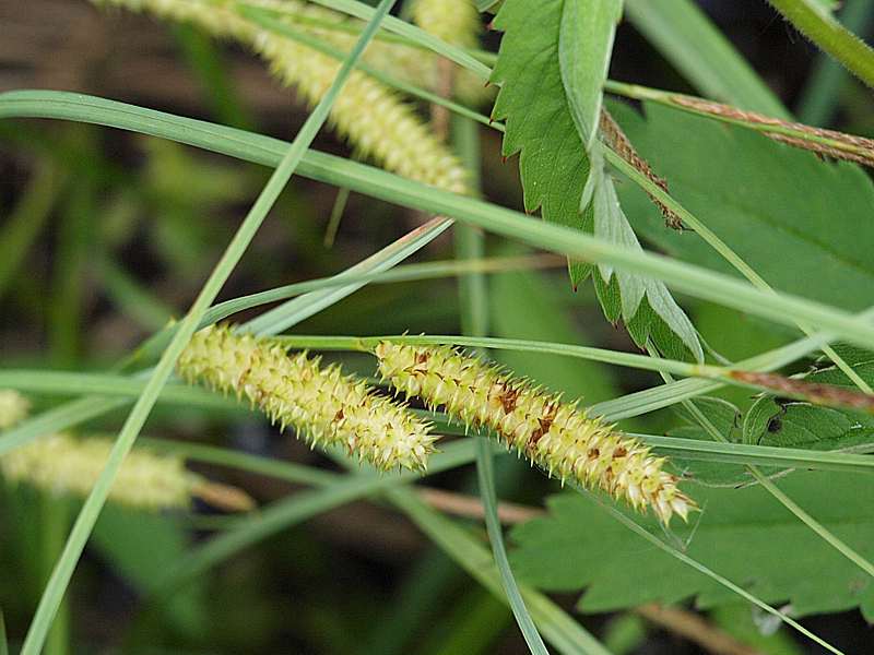 Image of Carex rostrata specimen.