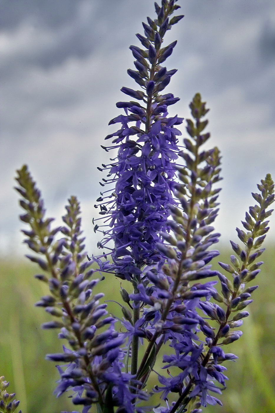 Image of Veronica longifolia specimen.