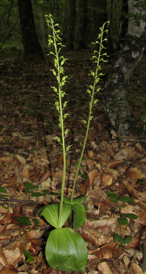 Image of Listera ovata specimen.