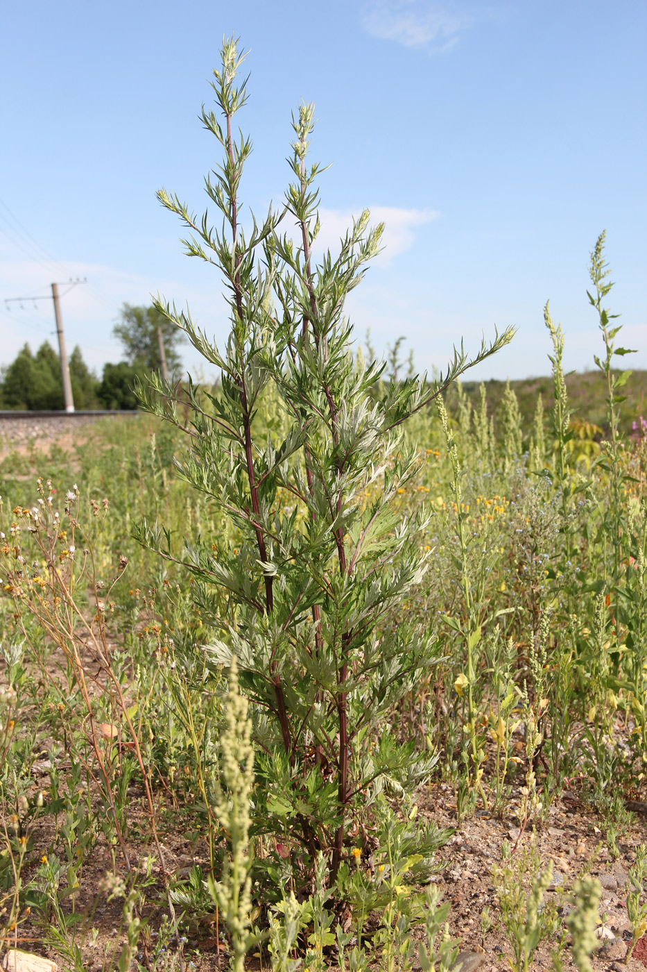 Image of Artemisia vulgaris specimen.