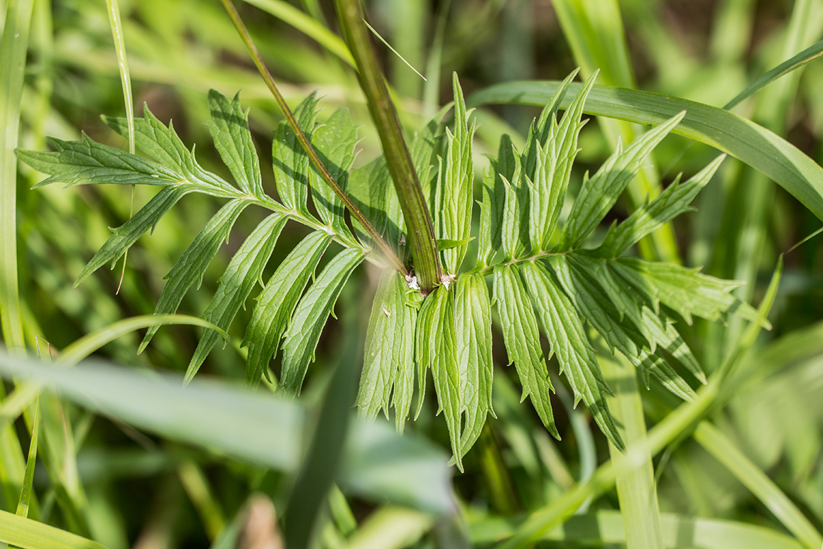 Image of genus Valeriana specimen.